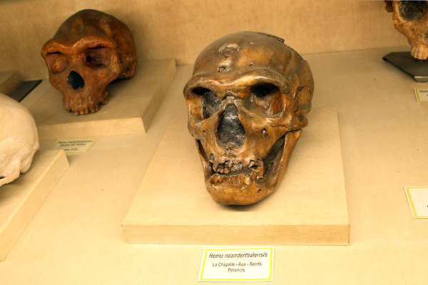Beberapa jenis fosil dan replika tengkorak manusia purba yang menjadi koleksi Museum Geologi