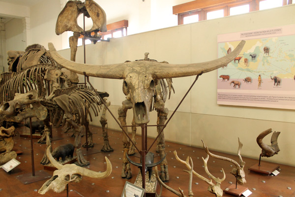 Beberapa jenis fosil hewan purbakala yang pernah hidup di Indonesia