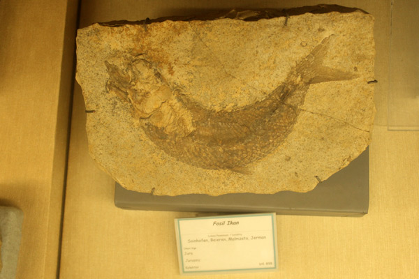 Fosil sejenis ikan purba yang ada di Museum Geologi