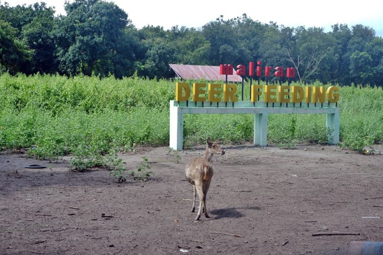 Maliran Deer Feeding Blitar
