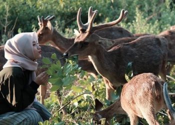 Penangkaran Rusa Maliran Blitar