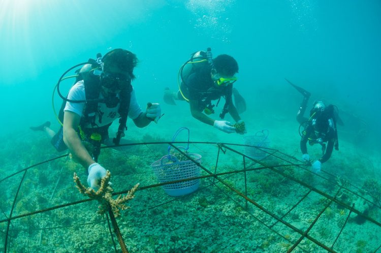 Scuba Diving Pulau Gili Meno via Zubludiving