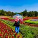 Taman Bunga Nusantara via Kompas