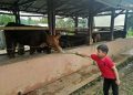 Belajar Ternak Sapi via Tripadvisor