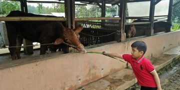 Belajar Ternak Sapi via Tripadvisor