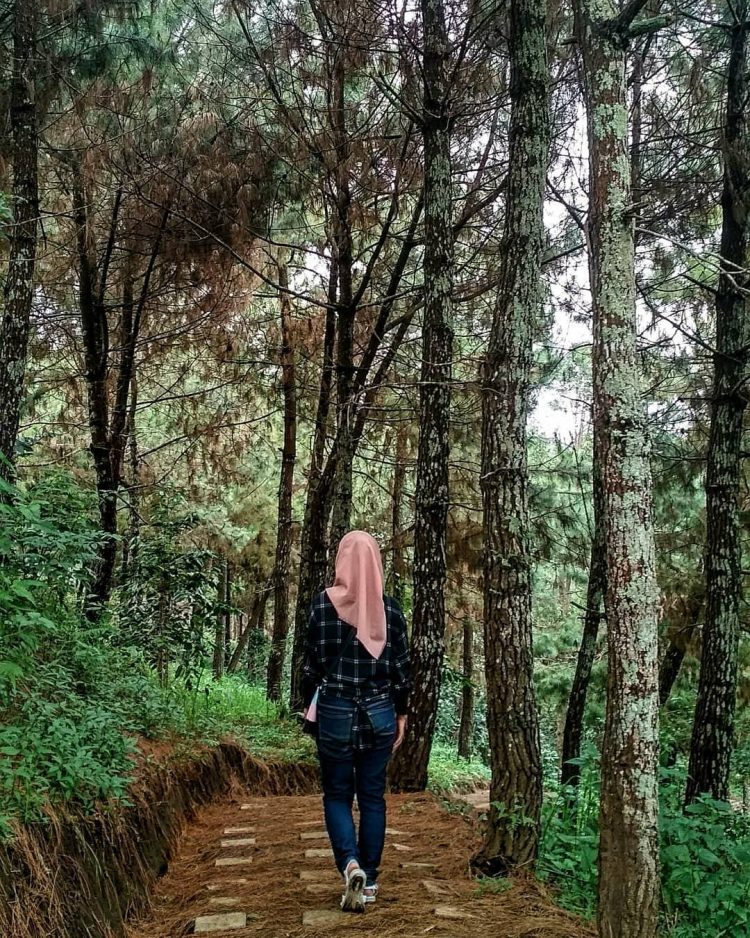 Hutan Pinus via Instagramc.om @hany_nabilla