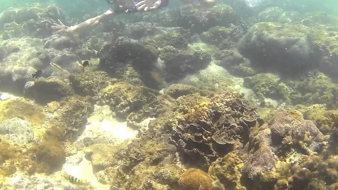 Spot Underwater di Pantai Kedung Celeng via viva