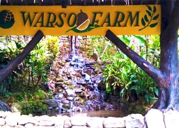 Warso Farm Bogor: Harga Durian, Tiket Masuk, Fasilitas, Wahana Dll