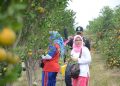 Wisata Petik Jeruk Batu