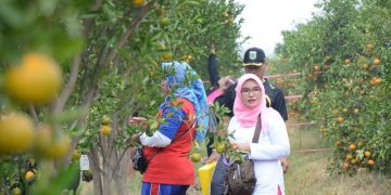 Wisata Petik Jeruk Batu