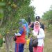 Wisata Petik Jeruk Batu
