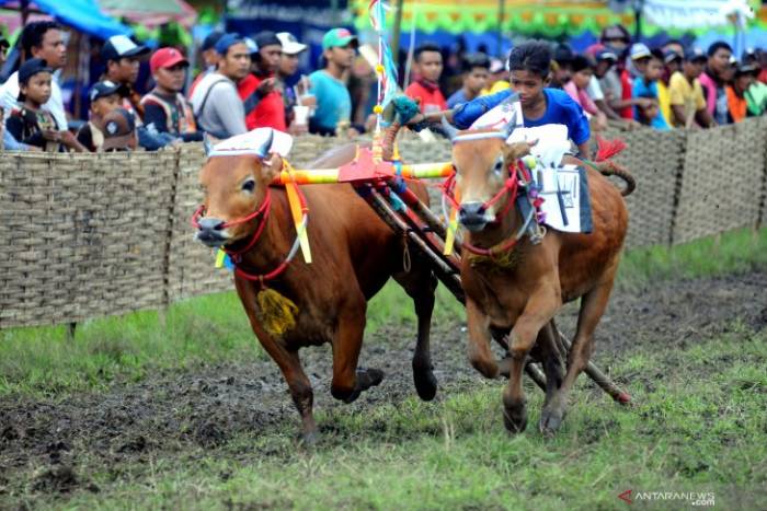 Festival Karapan Sapi Madura (Jawa Timur) Foto Antarafoto - Festival Budaya di Indonesia