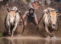 Festival Pacu Jawi (Sumatera Barat) via Wikipedia