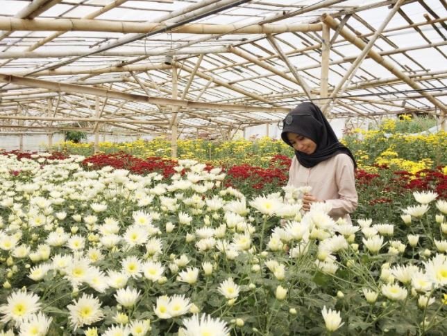 Setiya Aji Flower Farm via instagram.com @missayunu.width - tempat wisata di Bandungan