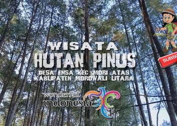 Hutan Pinus Tepotowoa via Youtube