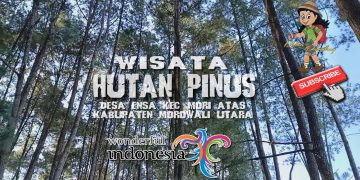 Hutan Pinus Tepotowoa via Youtube