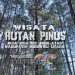 Hutan Pinus Tepotowoa via Youtube