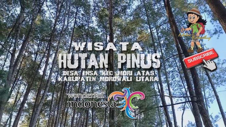 Hutan Pinus Tepotowoa via Youtube
