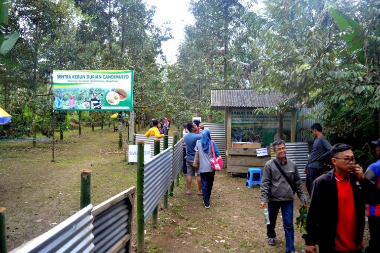 Kebun Durian Candimulyo via TICMPU