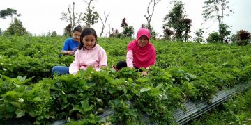 Kebun Strawberry via Mildaini