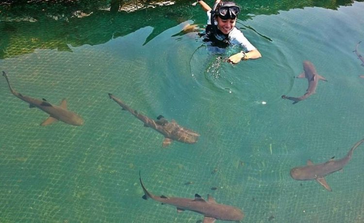 Bali Shark Eco Tour via Authentic Indonesia
