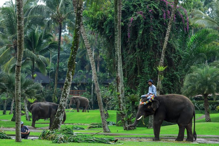Elephant Safari Park via Shutterstock