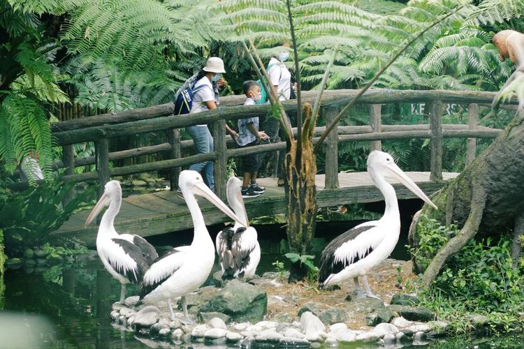 Tasta Zoo via Kompas tempat wisata di Bali Tengah