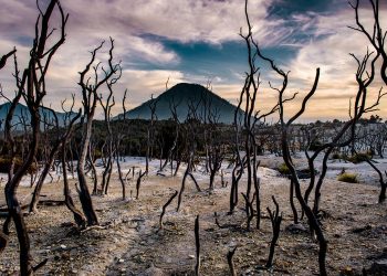 Hutan Mati kawasan Gunung Papandayan, Garut, Jawa Barat( agunpriyatna Shutterstock)