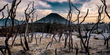 Hutan Mati kawasan Gunung Papandayan, Garut, Jawa Barat( agunpriyatna Shutterstock)