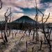 Hutan Mati kawasan Gunung Papandayan, Garut, Jawa Barat( agunpriyatna Shutterstock)