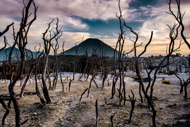 Hutan Mati kawasan Gunung Papandayan, Garut, Jawa Barat( agunpriyatna Shutterstock)