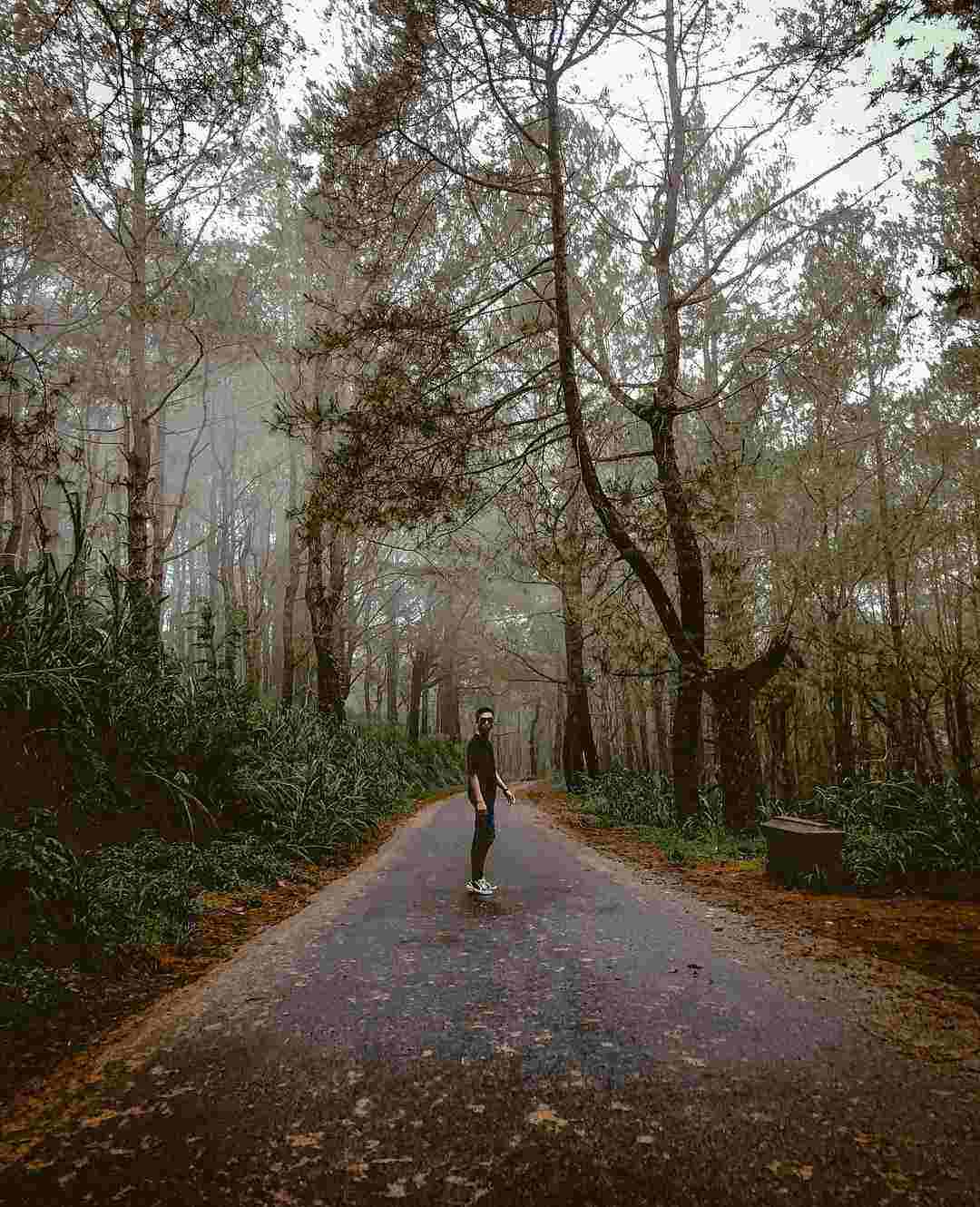 Hutan Pinus Glagahlinggah Lestari via Instagram.com @iamsteve23