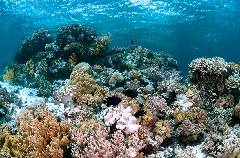 Taman Nasional Wakatobi Hendra Tan