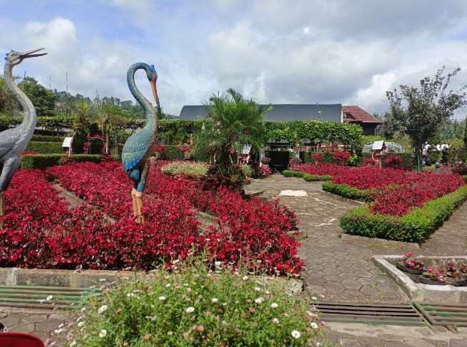 Kebun Begonia Lembang Betina Taurian